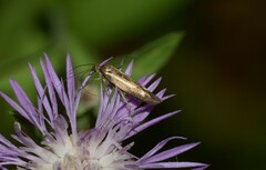 Scythris knochella
