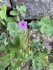 Erodium malacoides
