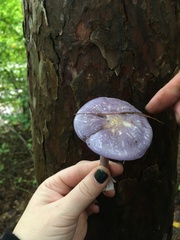 Cortinarius iodes