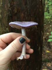 Cortinarius iodes