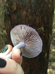 Cortinarius iodes