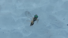 Pteromalidae