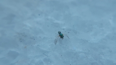Pteromalidae