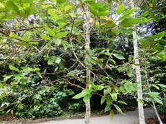 Syzygium polyanthum