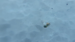 Pteromalidae