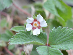 Potentilla micrantha