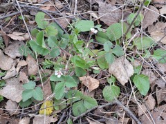 Potentilla micrantha