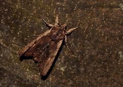 Lithophane semibrunnea