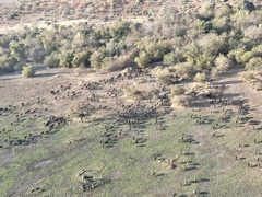 Syncerus caffer brachyceros