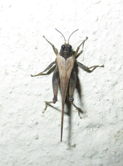 Tetrigoidea