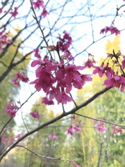Prunus