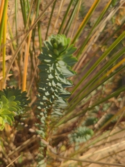 Euphorbia portlandica