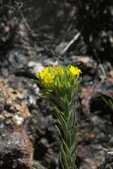 Gnidia juniperifolia
