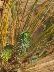 Euphorbia portlandica