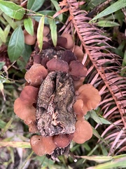 Auricularia villosula