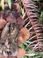 Auricularia villosula