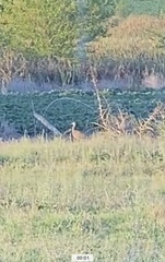 Rhynchotus rufescens