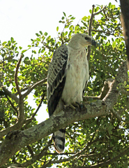 Stephanoaetus coronatus