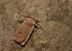 Conistra erythrocephala