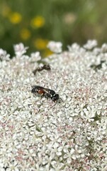 Hylaeus variegatus