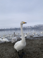 Cygnus cygnus