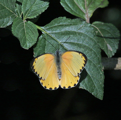 Belenois thysa