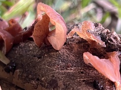 Auricularia villosula