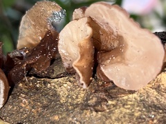 Auricularia villosula