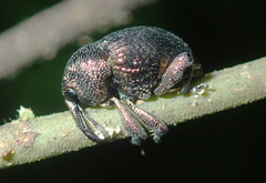 Chalcodermus
