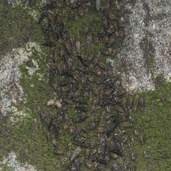 Nimbopsocus australis