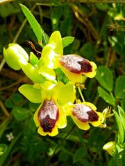 Ophrys lutea