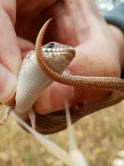 Chalcides ocellatus