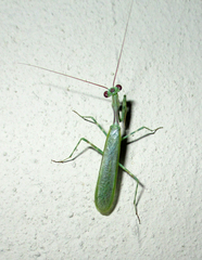 Miomantis binotata