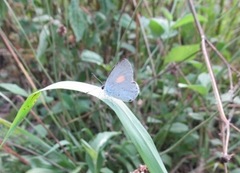 Candalides xanthospilos