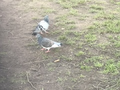 Columba livia domestica
