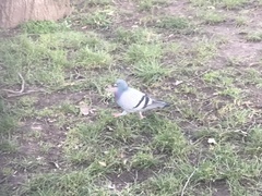Columba livia domestica