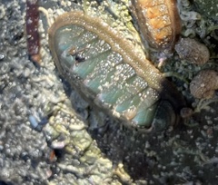 Ischnochiton australis