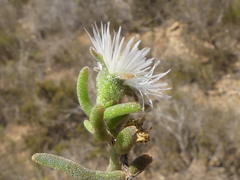 Drosanthemum calycinum
