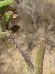 Drosanthemum calycinum
