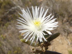 Drosanthemum calycinum