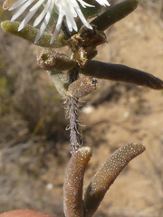 Drosanthemum calycinum