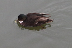 Anas platyrhynchos domesticus