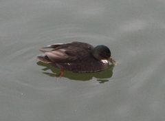 Anas platyrhynchos domesticus