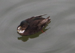 Anas platyrhynchos domesticus