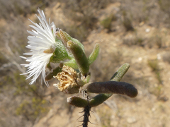 Drosanthemum calycinum