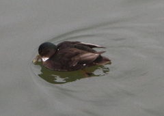 Anas platyrhynchos domesticus