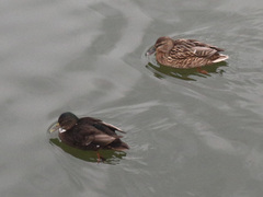 Anas platyrhynchos domesticus