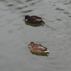 Anas platyrhynchos domesticus