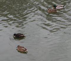 Anas platyrhynchos domesticus