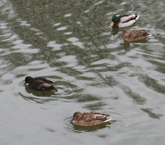 Anas platyrhynchos domesticus